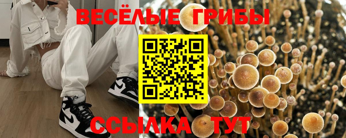 Михайловка  Галлюциногенные грибы MAGIC MUSHROOMS  Вход с VPN 
